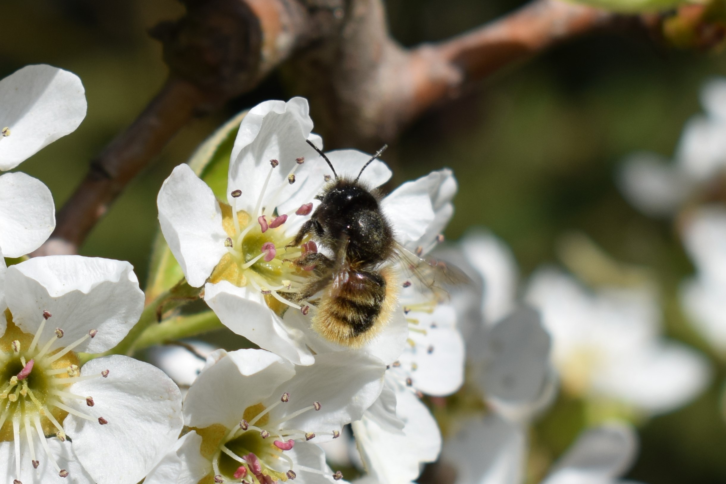 Čebela samotarka. Foto: Blaž Koderman