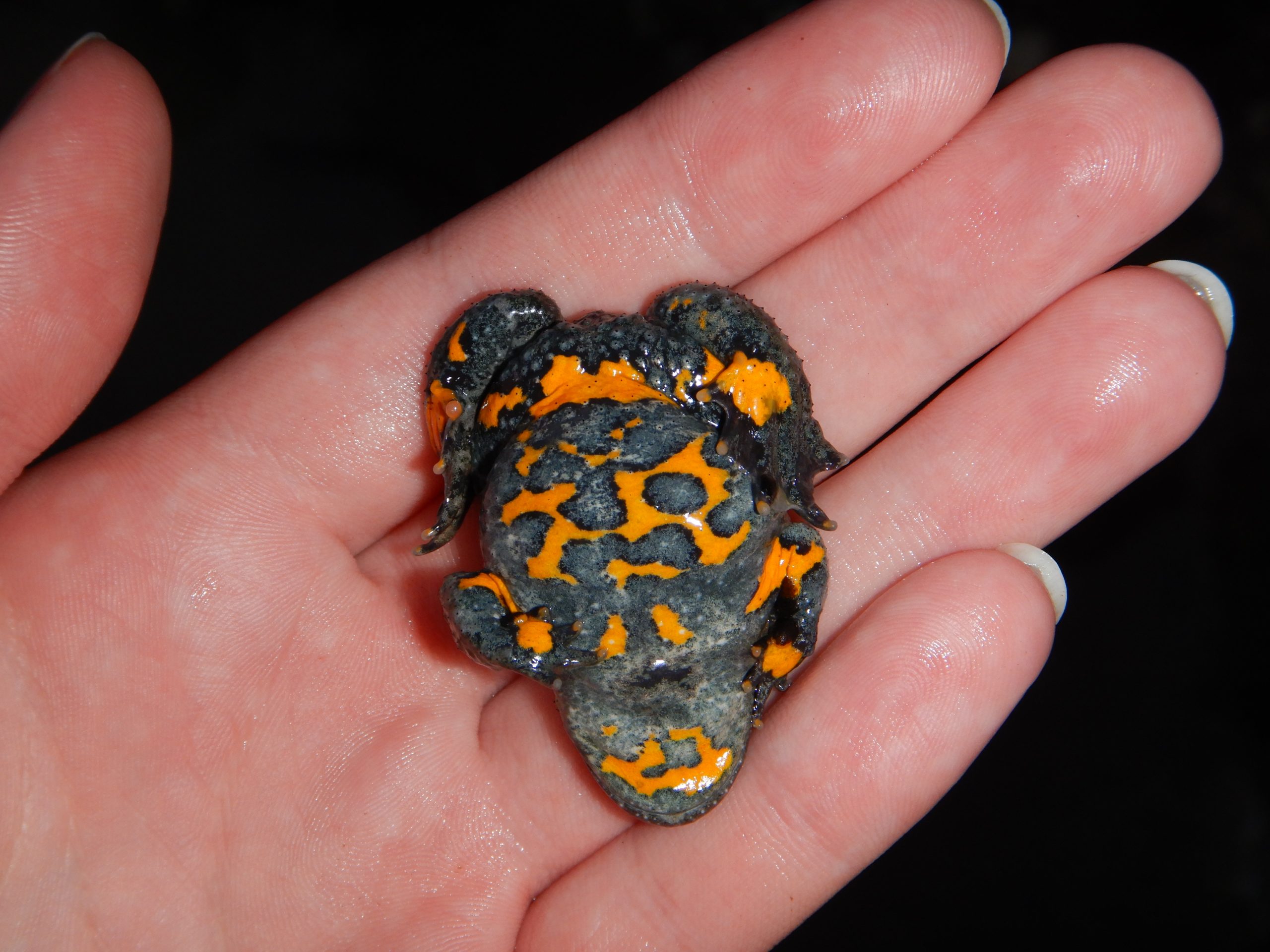 Opozorilne barve hribskega urha. Foto: Katja Konc