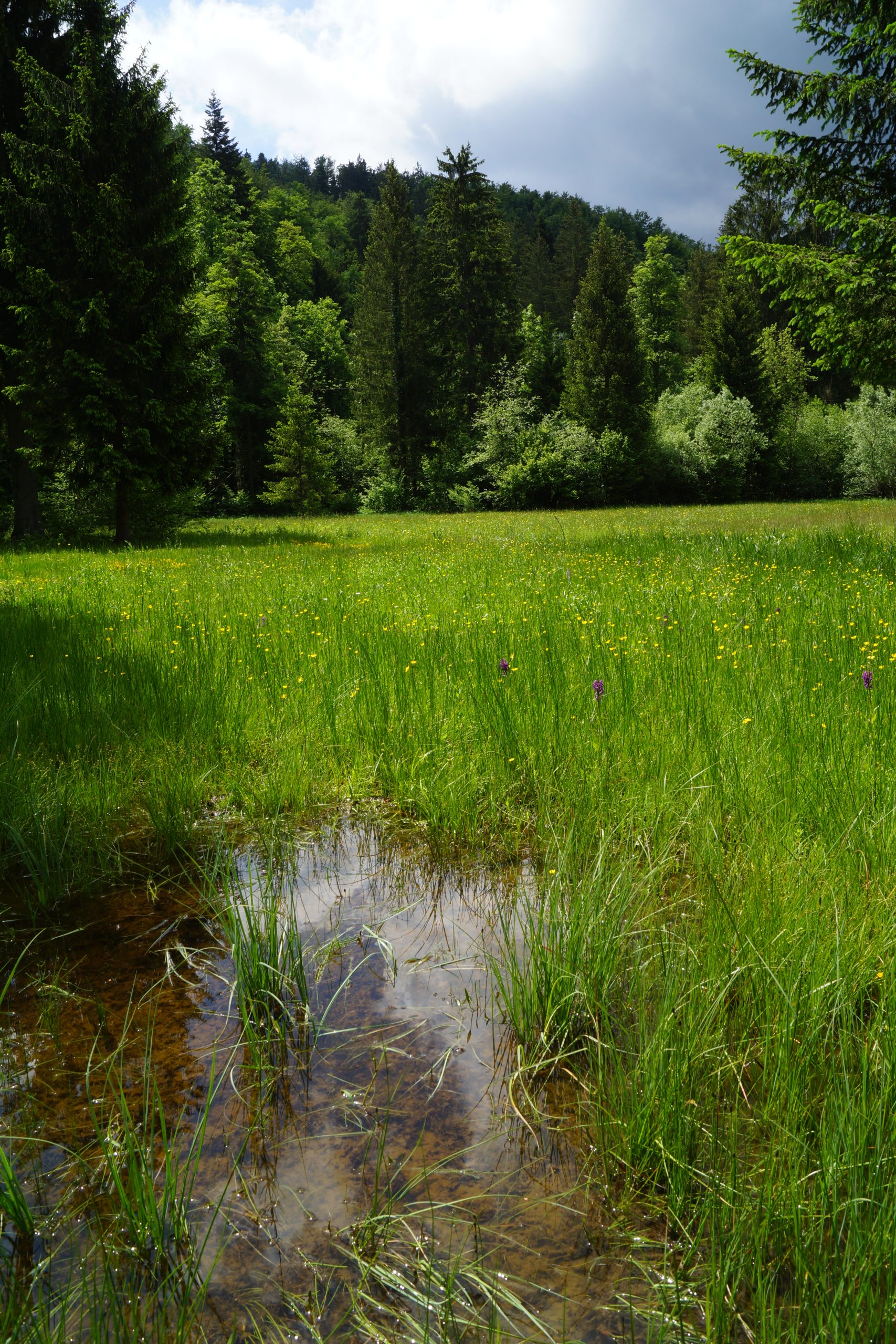 Habitat hribskega urha. Foto: Aja Zamolo