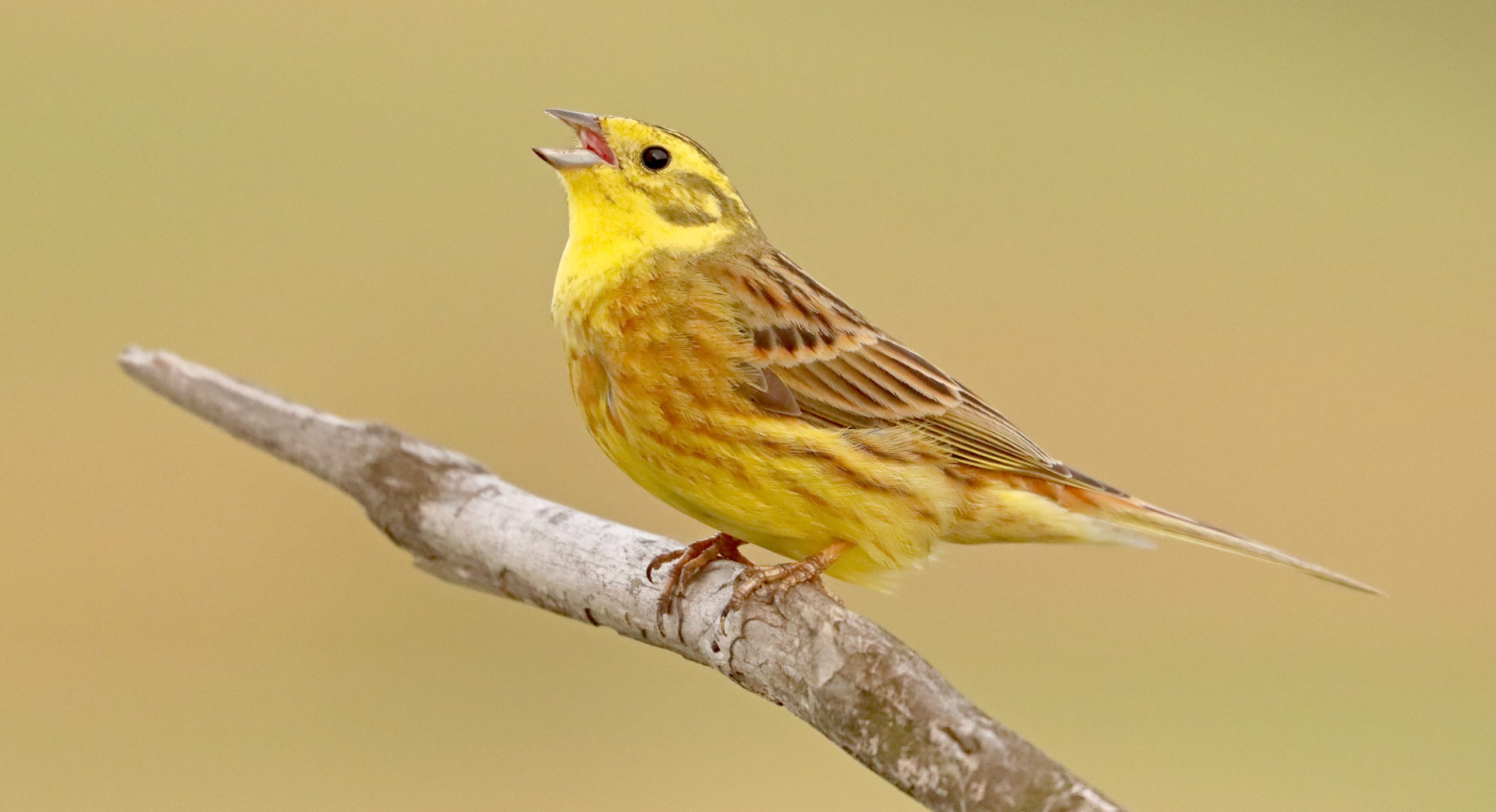 Rumeni strnad. Foto: Alen Ploj