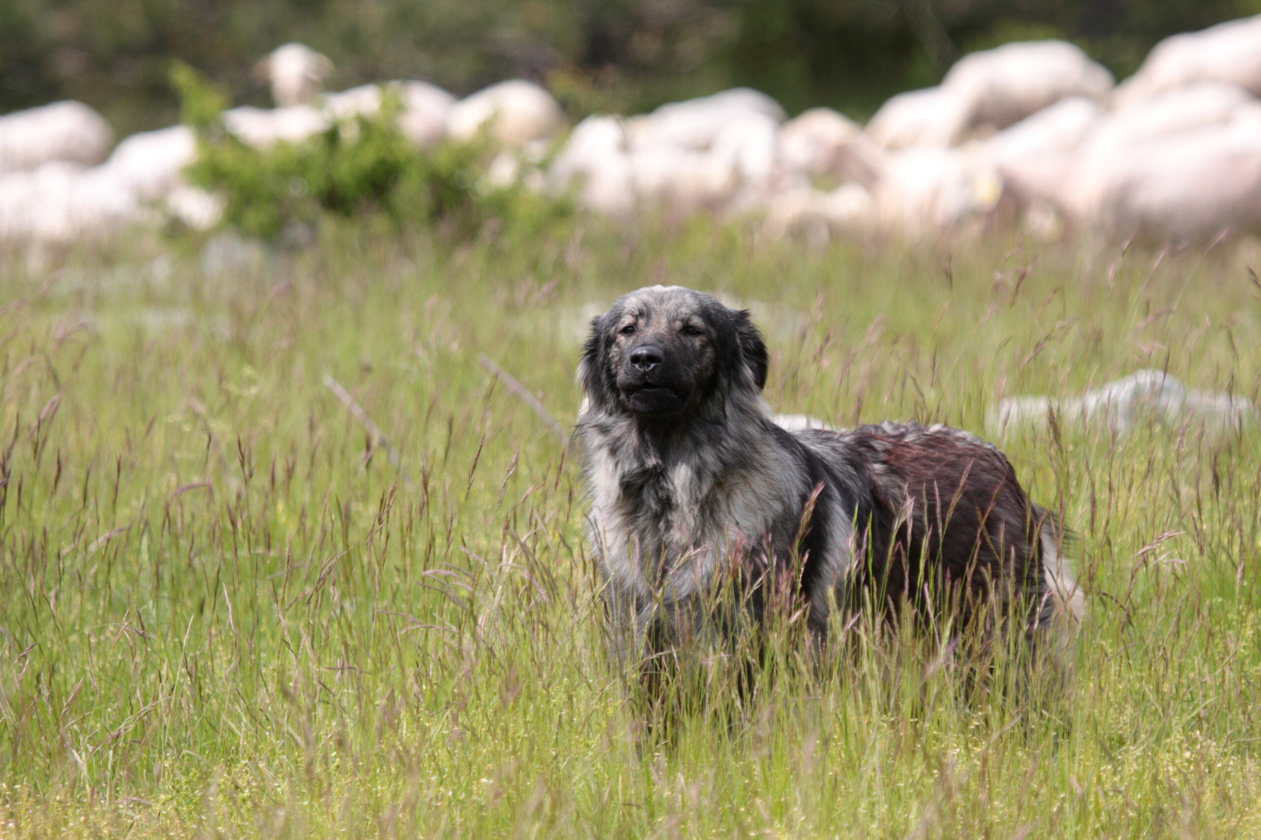 Kraški ovčar. Foto: Miha Krofel